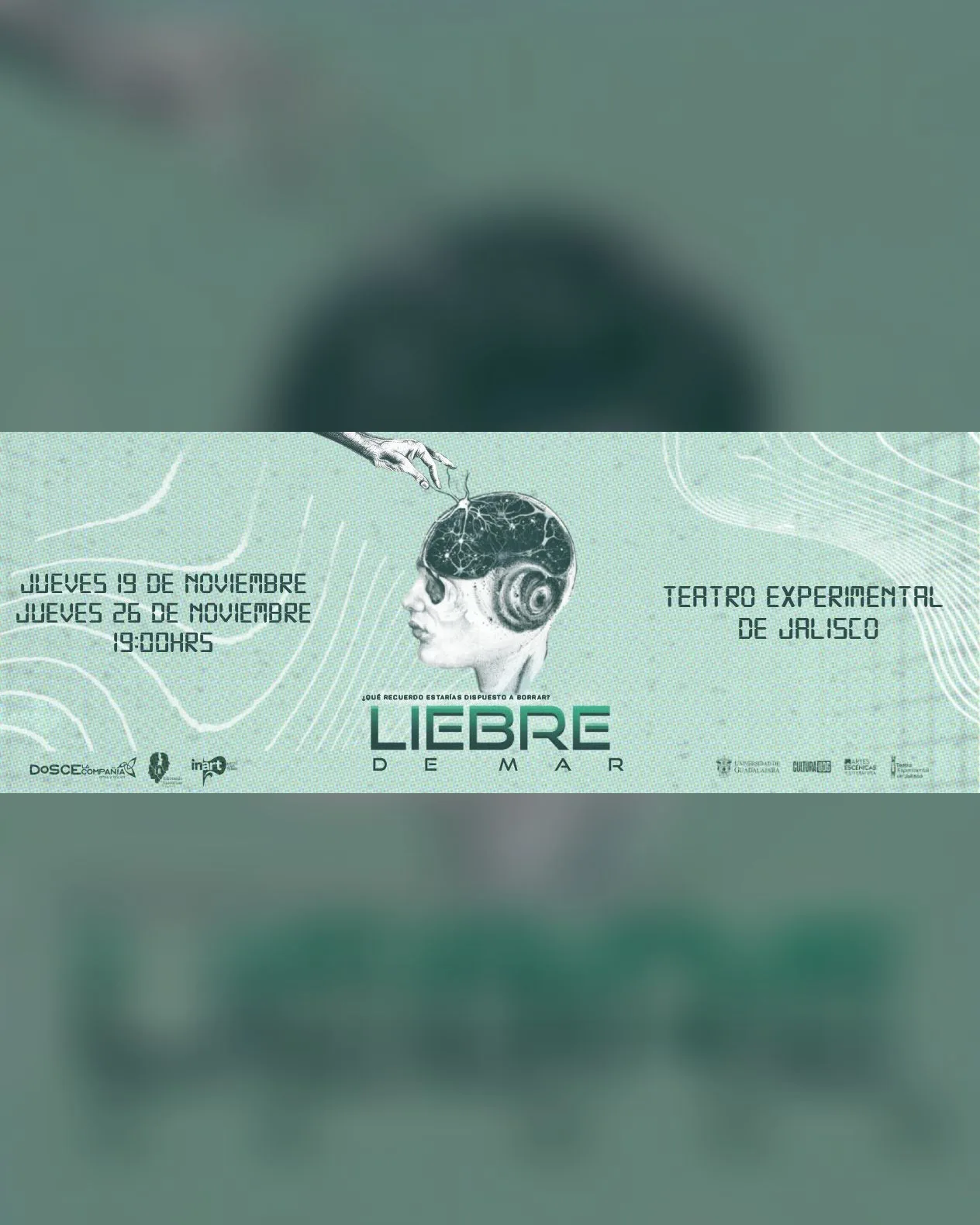 Liebre de mar