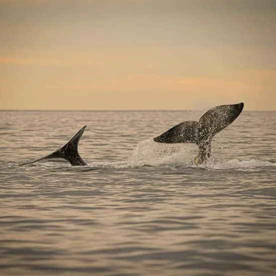 Ballena Jorobada: Ocean Camp